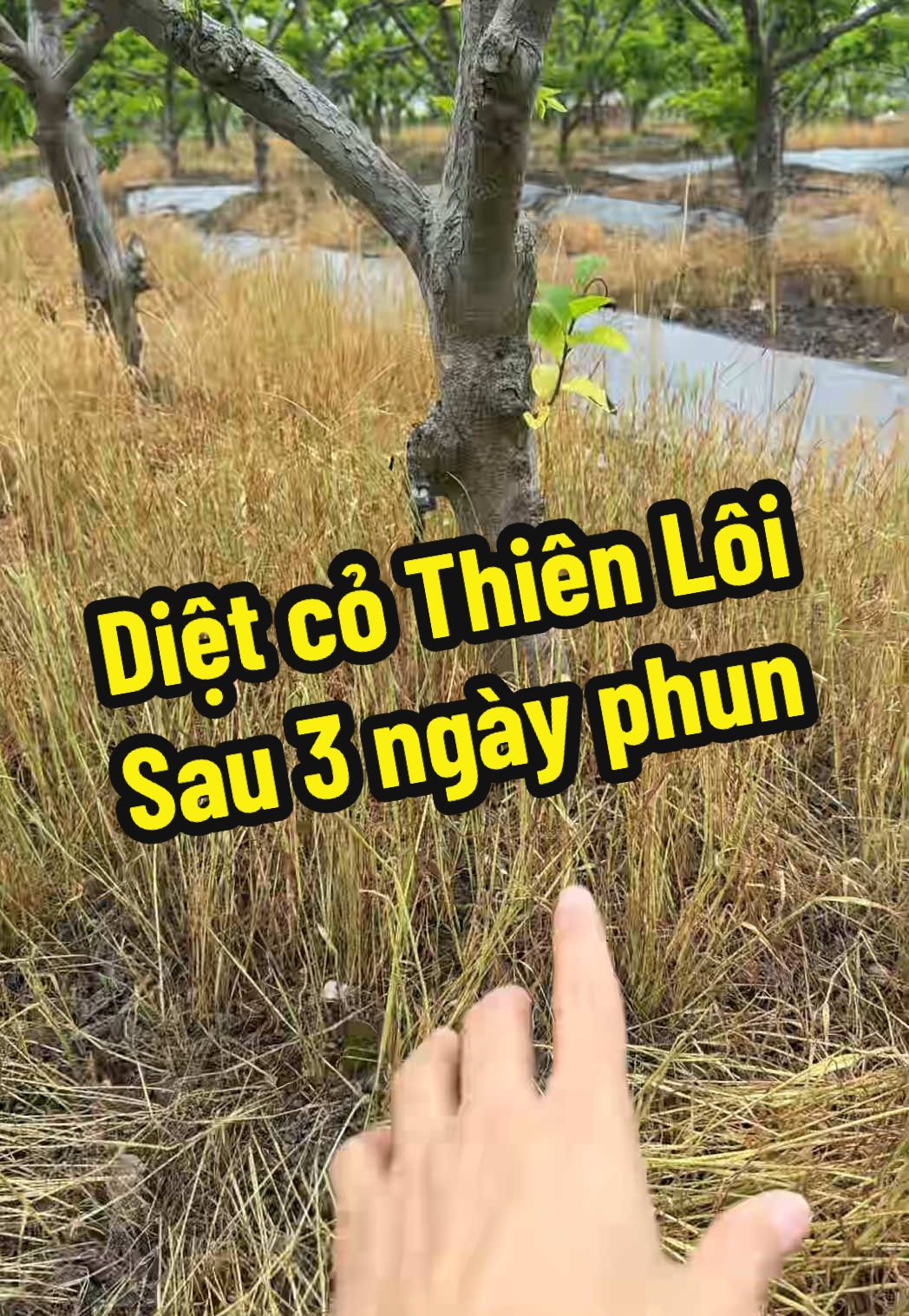 Diệt cỏ Thiên Lôi, sau 3 ngày phun