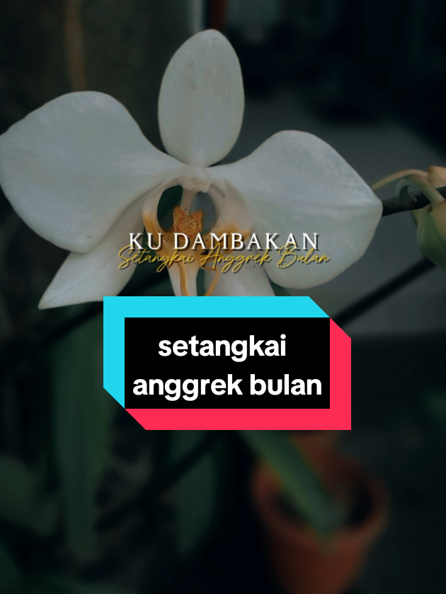Setangkai Anggrek Bulan #hatikuuntukmu #tembangkenangan #lirik #template #trending #fyp