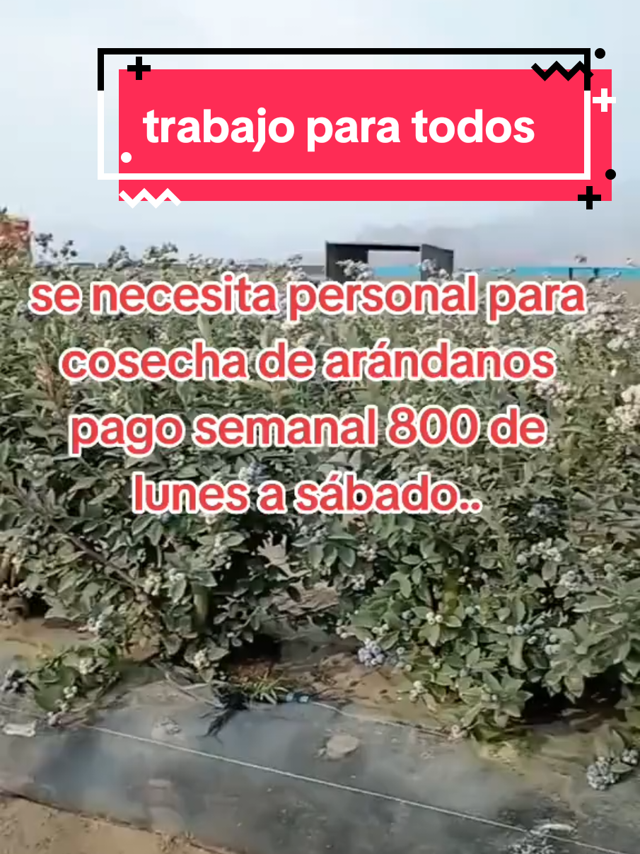 trabajo para todos..#vira #viralvideos #viraltiktokvideo #fiypシ #trabajo 