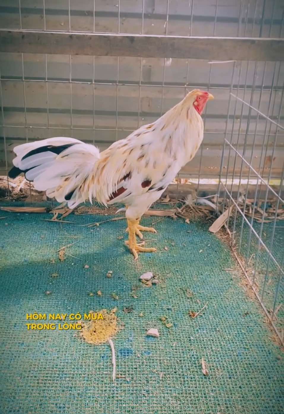 Bướm chân xanh nha#🐥 