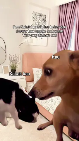 Barang kau kan barang aku 🙂Btw saya jual bra murah 😌#MemeCut #MemeCut #Meme #MemeCut 
