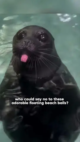 Sea puppies #tiktok #animals #fyp #cute #for #funny #foryoupage #Love #sea #seal 