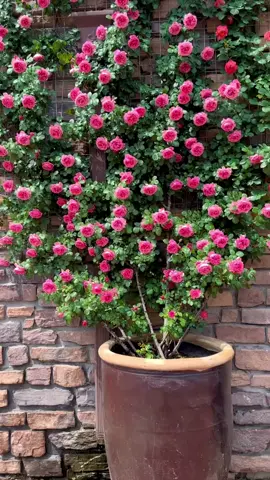 Hồng leo đẹp xuất sắc #hoahong #lamvuon #trongcay #xuhuong #viral #viral 