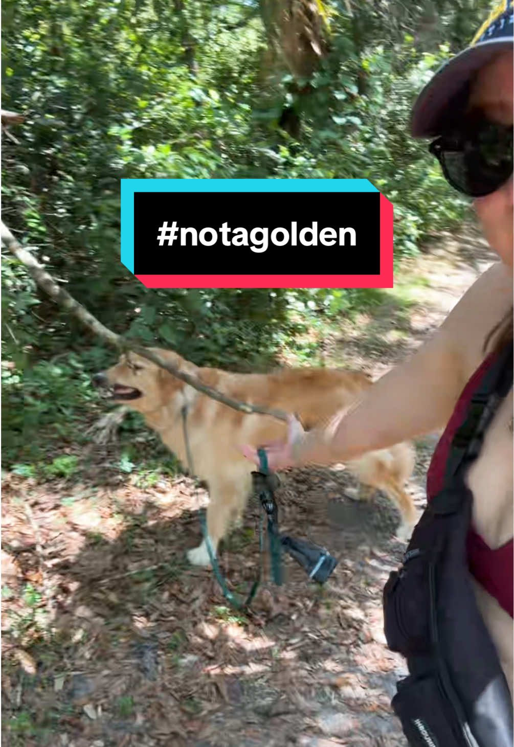 It’s a golden run world and we’re just living in it.😂 #hovawart #dog #puppy #notagolden 