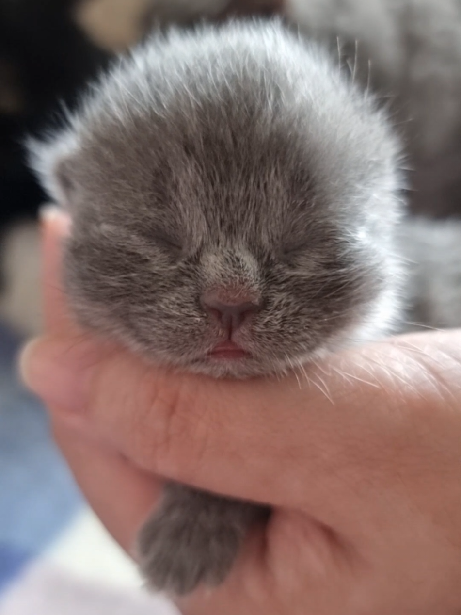Pretty Little Baby 🥰 #britishshorthair 