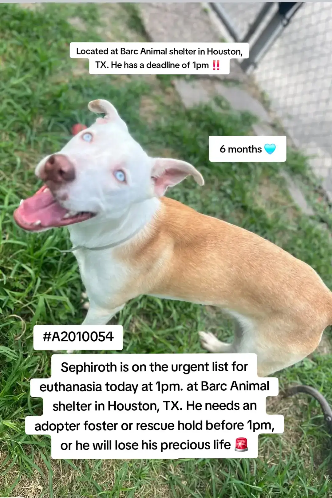 🆘On the euthanasia list 𝐒𝐀𝐓𝐔𝐑𝐃𝐀𝐘 𝟓/𝟏𝟕🆘   ⏰ Sephiroth must have a hold no 𝗹𝗮𝘁𝗲𝗿 𝘁𝗵𝗮𝗻 𝟭𝗣𝗠 or he will lose his life.🥺 We need pledges and a local foster for a rescue to help.💰🏡 🚩Please do not honor pledges until the post has been updated with rescue information and a freedom picture. Please reach out with any questions or concerns 💙🍼🐶 Sephiroth- #A2010054  5/1 Intake | Siberian Husky Mix | Neutered Male | 6M | 41.4lbs | HW- 🎥sit https://youtube.com/shorts/AWH7-mV_4Oc?si=u5EgfNFxgipRNGr_ 🎥Brothers temp test https://youtu.be/NUuCm-DXFdM 🎥Temp test https://youtu.be/QtRYS_yoSuM 💜 𝗩𝗼𝗹𝘂𝗻𝘁𝗲𝗲𝗿 𝗡𝗼𝘁𝗲𝘀  6month old pup with a Mohawk! Isn’t he just the cutest?….Guess what? He has a sibling too! They’re kenneled next to each other and are bouncy, sweet boys. He was adopted yesterday and now that just leaves this handsome boy! He enjoyed some playtime with his brother and is just happy to be alive. He was sweet to me, but was more interested in his brother next door. He did sit for treats so he is a fast learner! 🚨Notes from BARC:  Medical (GI; Stress related) LOS 15+ Days; Space   📌 Please contact BARC if you are local and can help! Neither BARC nor the page can assist out of state adoption or foster offers. We are NOT the shelter. 💌 𝗔𝗹𝗹 𝗵𝗼𝗹𝗱𝘀 𝗠𝗨𝗦𝗧 𝗯𝗲 𝗶𝗻 𝘄𝗿𝗶𝘁𝗶𝗻𝗴, 𝘀𝗼 𝗽𝗹𝗲𝗮𝘀𝗲 𝗱𝗼 𝗻𝗼𝘁 𝗖𝗮𝗹𝗹. 𝗜𝗳 𝗟𝗼𝗰𝗮𝗹 𝗮𝗻𝗱 𝗶𝗻𝘁𝗲𝗿𝗲𝘀𝘁𝗲𝗱 𝗶𝗻 𝗙𝗼𝘀𝘁𝗲𝗿𝗶𝗻𝗴 𝗼𝗿 𝗔𝗱𝗼𝗽𝘁𝗶𝗼𝗻, 𝗲𝗺𝗮𝗶𝗹 𝗮𝗹𝗹 𝗯𝗲𝗹𝗼𝘄:  barcfoster@houstontx.gov barcadoptions@houstontx.gov BARC.Aid@houstontx.gov 𝐏𝐥𝐞𝐚𝐬𝐞 𝐮𝐬𝐞 𝐭𝐡𝐞 𝐚𝐧𝐢𝗺𝐚𝐥’𝐬 𝐬𝐞𝐯𝐞𝐧 𝐝𝐢𝐠𝐢𝐭 𝐈𝐃 𝐧𝐮𝗺𝐛𝐞𝐫 𝐰𝐡𝐞𝐧 𝐜𝗼𝐧𝐭𝐚𝐜𝐭𝐢𝐧𝐠 𝐭𝐡𝐞 𝐬𝐡𝐞𝐥𝐭𝐞𝐫. 📍BARC Animal Shelter  3200 Carr St Houston, TX 77026 www.houstontx.gov