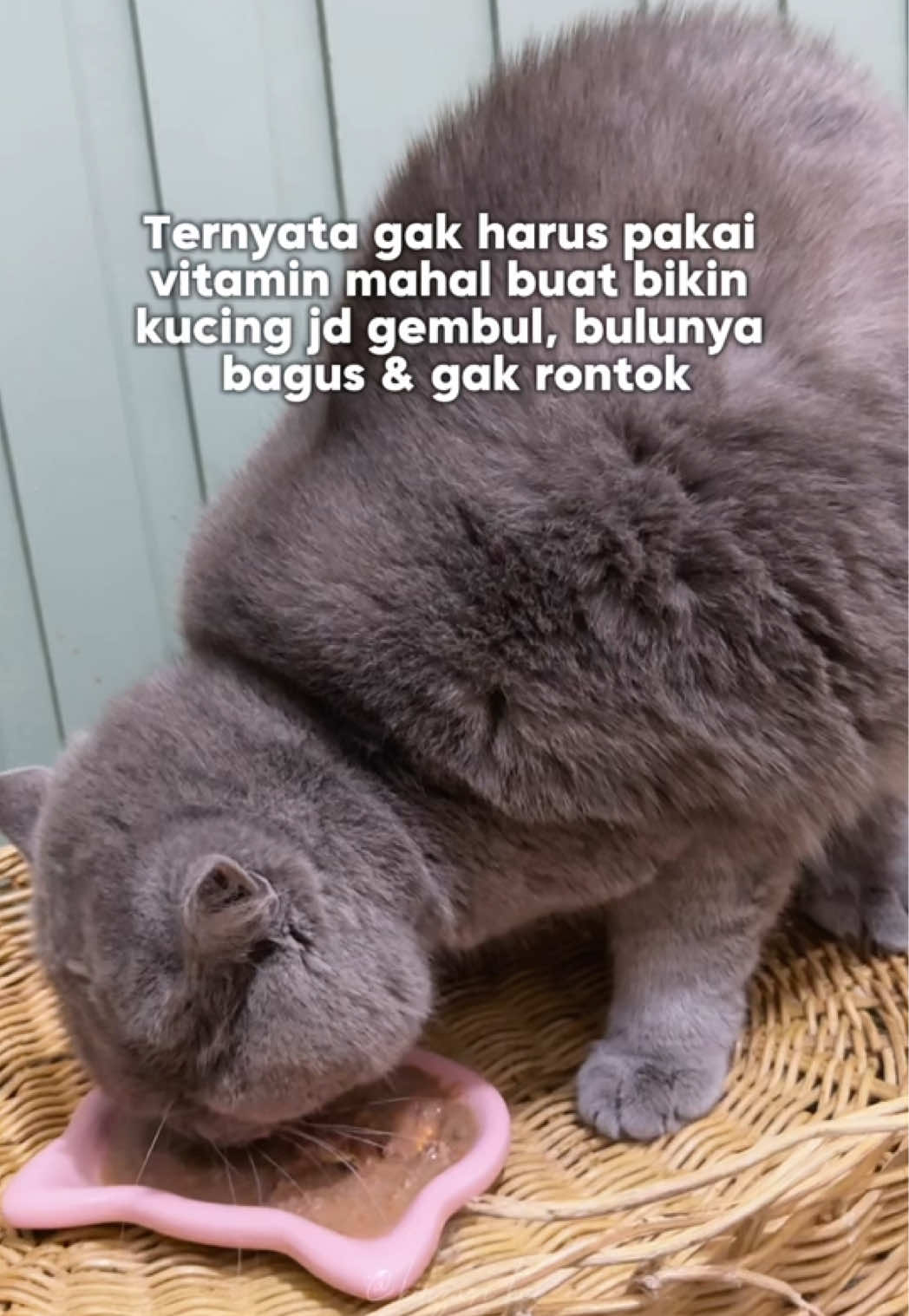 Ga harus vitamin mahal, pakai minyak ikan 2 butir setiap hari ajaa✨💙 #kiyopawofficial #fishypawkiyopaw #minyakikankucing #kiyopawfishoil 