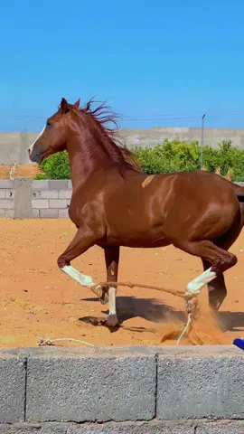#اللهم_صلي_على_نبينا_محمد #خيل_وخياله🐎 #تاجوراء🔥طرابلس🔥🦅زليتن❤️✌🏻مصراته💯 #اكسبلور #🔥🔥🔥 #شعب_الصيني_ماله_حل😂😂 #تيك_توك #سبها_ليبيا_الجنوب_الليبي 