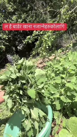 My garden #creatorsearchinsights #vegetables #goviral 