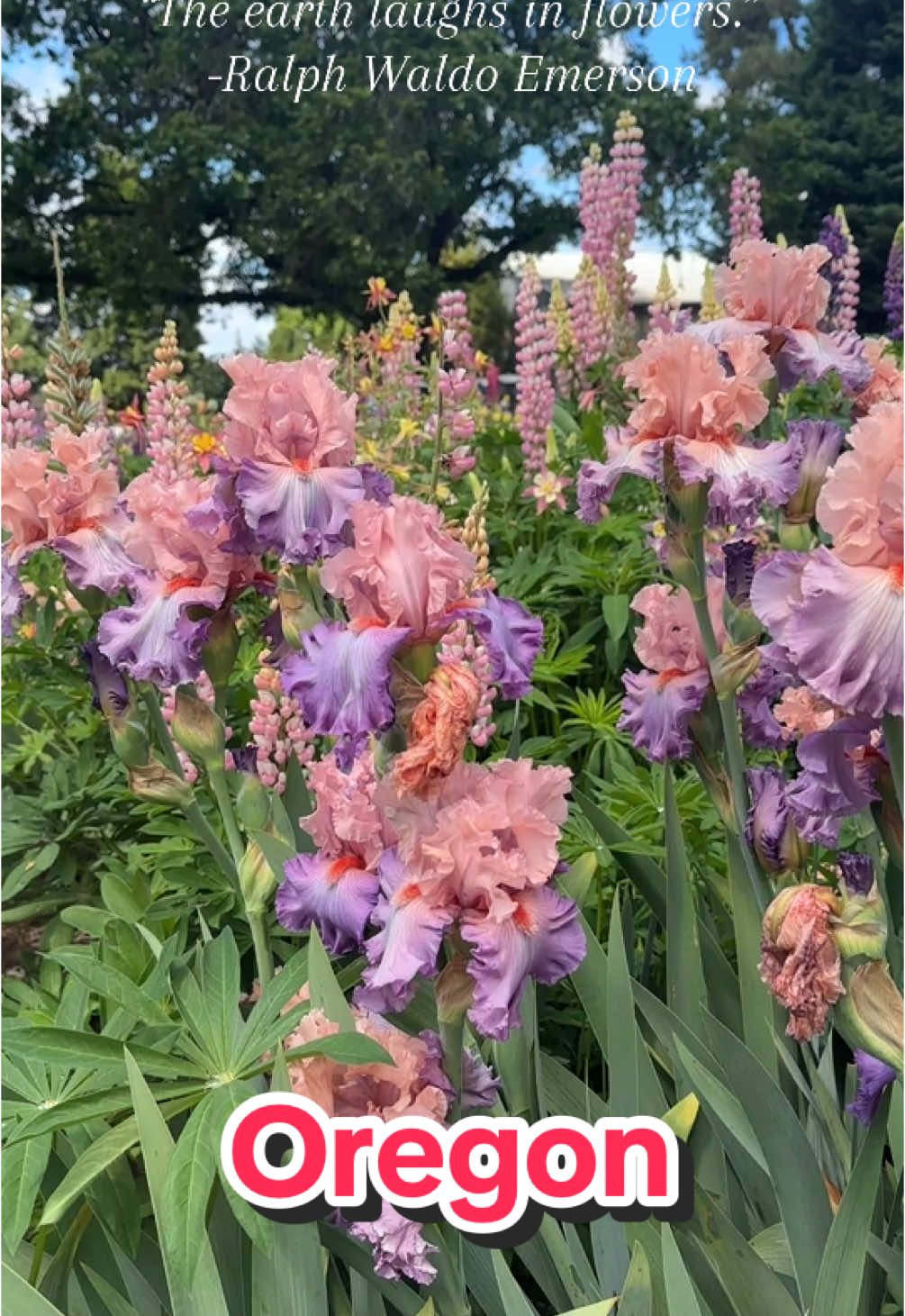 Send this to your favorite person 🌸 📍Schreiner’s Iris Gardens #oregon #flowers #serenity #fyp #foryoupage 