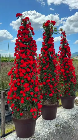 #rose #red #flower #white #tiktok #viral #new #2025 #plants #color #kosova #fidanishte #fyp #garden 
