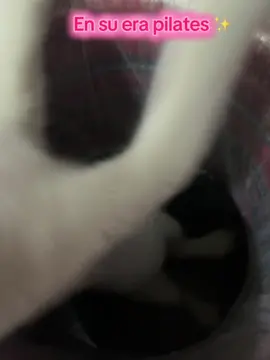🐱🤍#fyp #pilates @ARIA 🍓 