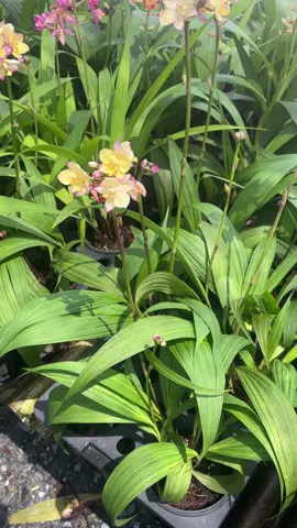 #VoiceEffects #กล้วยไม้ดิน #กล้วยไม้สวยๆ #ต้นกล้วยไม้ดิน #กล้วยไม้ดินแฟน