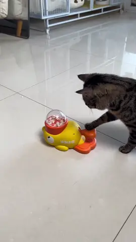 🦆🐾 **Snack time just got *quack-tastic*!** 🎉 Turn mealtime into playtime with the **DUCEK Little Yellow Duck Feeder Toy**—your cat’s new favorite puzzle pal! 🧩✨ Spin the duck, release the treats, and watch your clever kitty *hunt* for their kibble like the tiny predator they are. 🕵️♀️🍪  👉 Swipe to see how it *slows down eating* and burns energy (bye-bye, midnight zoomies!).  👉 Interactive design + durable materials = endless fun for curious cats *and* entertained humans. 🙌  💬 Comment “QUACK” below to treat your feline to a snack-filled adventure! 🐱🎣  🛒 Tap the link in bio to grab yours—*because even meals deserve a game!* 🦆🚀  #CatToys #PuzzleFeeder #DUCEK #InteractivePlay #CatLovers #SlowFeeding #BrainGames #HappyKitty  —  **P.S.** Warning: May cause *extreme* paw-tapping and duck obsession. 😼🦆  —  *Let me know if you’d like to add material details, sizing, or a promo code!* 🛠️🎁
