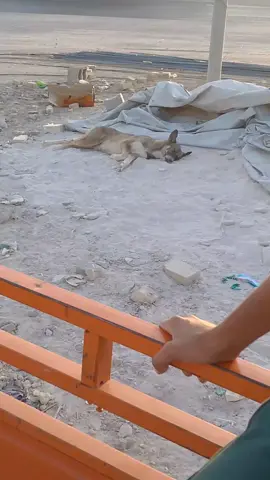 حال الجلب بالعراق 😂😂 ها شني نايم كاعد #الشعب_الصيني_ماله_حل😂😂 #ها_شنهي_نايم_كاعد😂😂 #الشمس #السعودية_الكويت_مصر_العراق_لبنان #راحه_نفسيه🖤🎧 #فيديوهاتي_تصاميمي🎶🎬 #ppppppppppppppppppppppp #دويتو 