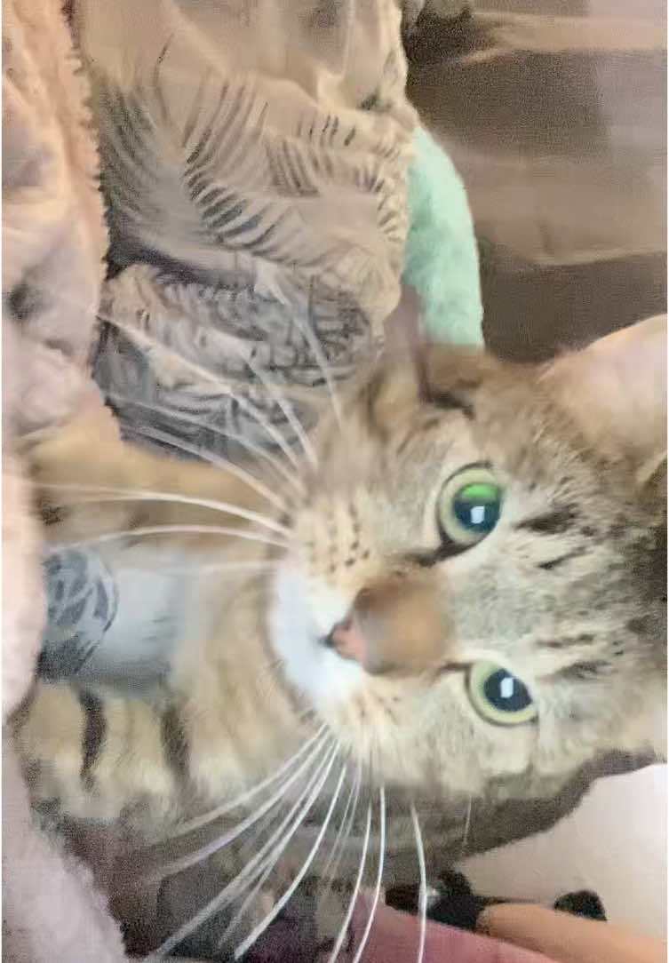 w purchase + benny mention love my son #fyp #emo #girl #spamaccount #alttok #cat #ilovemyson 