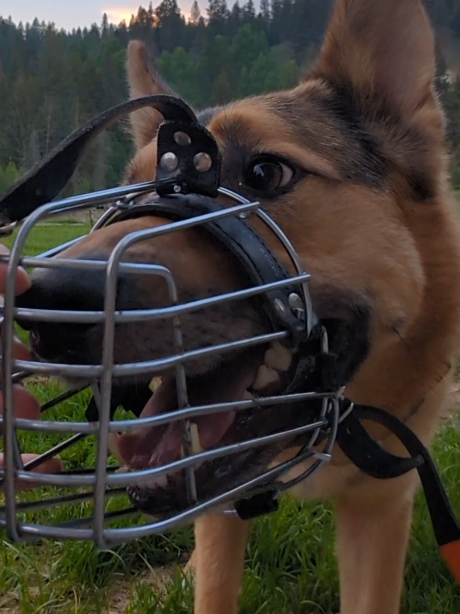#onthisday #dogmuzzle #muzzle #muzzletraining  #dogmuzzletraining #dogs #puppydogs #dogsoftiktok #germanshepherdmix 