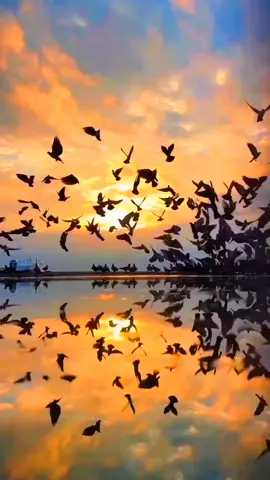 #ياحزن_ياريت_اعرفك #شعر_عراقي #طيورمهاجره #كئيبة_حزينة💔 #الروح_تعبانة #تصويري_احترافي_الاجواء👌🏻🕊😴 #تاغات #🥺😔🥺🥺 #💔 