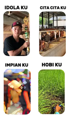 FYPPPP#Fyppp#Mas HERMAWAN#Peternsk sapi#ROSSI#Ngaritt#SOBAT NGARITT