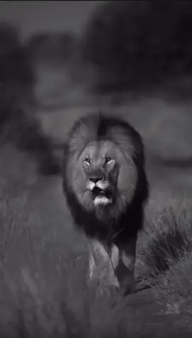 #motivationalquotes #unfreezemyaccount #quotesoftheday #usa_tiktok #motivation #motivationalspeeches #inspiration #growbeyoundyourlimits #inspiration #yourblessingiscoming #fyp 