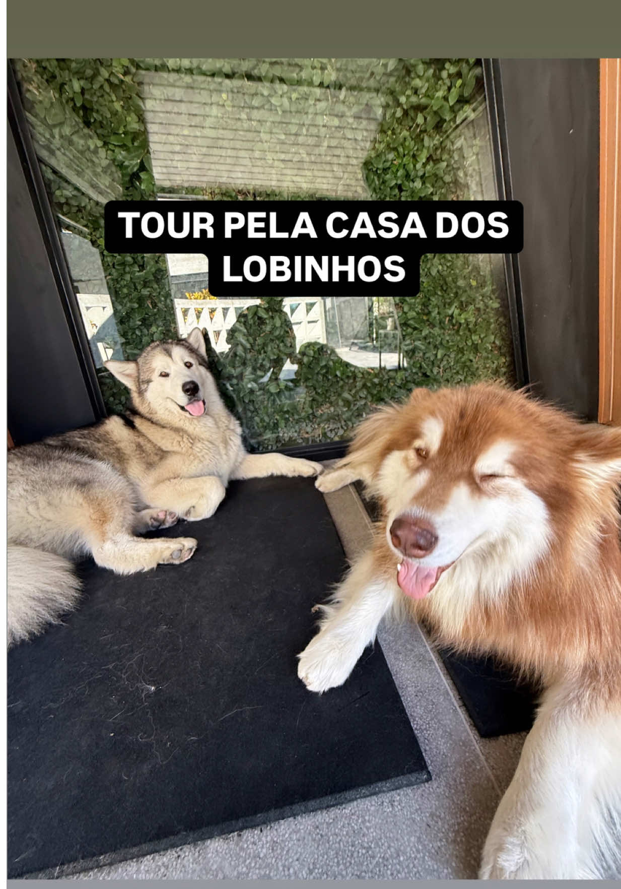 a raça deles é: MALAMUTE DO ALASKA 🤩