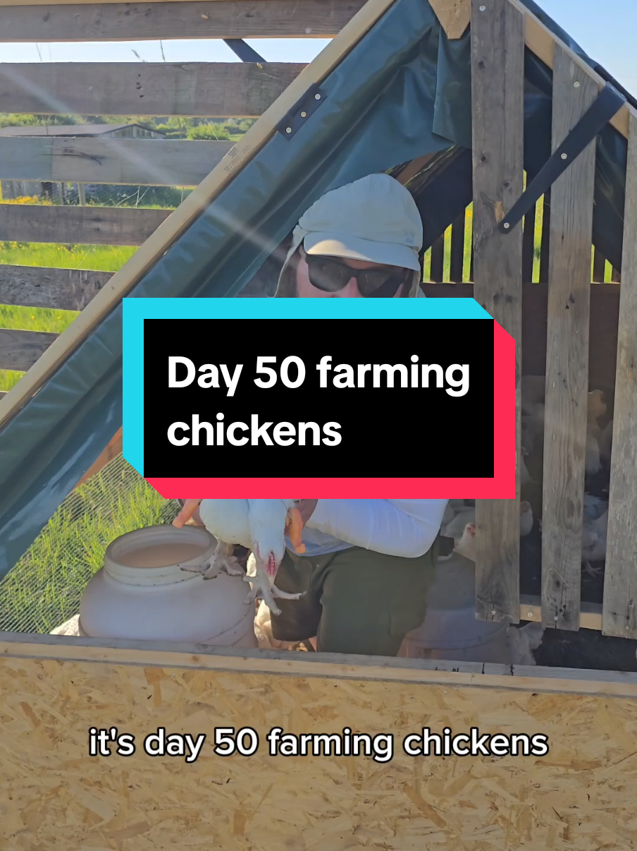 day 50 farming meat #chickens  #farm #farmlife #offgridliving #offgridlife #homestead 