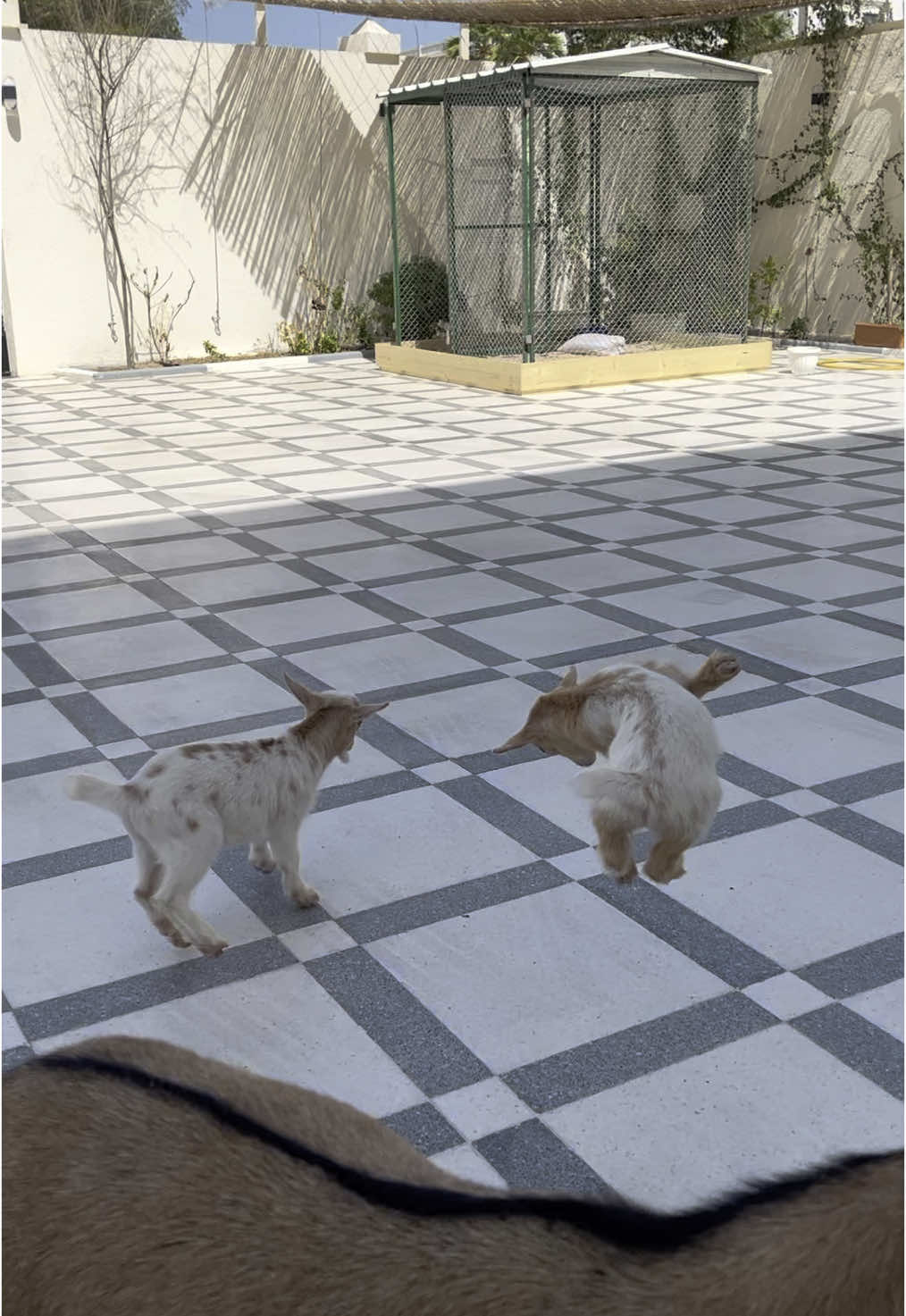 #ماعز_قزم   #ماعز_قزم_قطر   #الماعز_القزم   #تربية_ماعز   #ماعز_بيتي   #مسابقة_ماعز   #قطر   #PygmyGoat   #QatarGoats   #MiniGoat   #GoatLovers   #PetGoat   #GoatBreeding   #cutegoats 