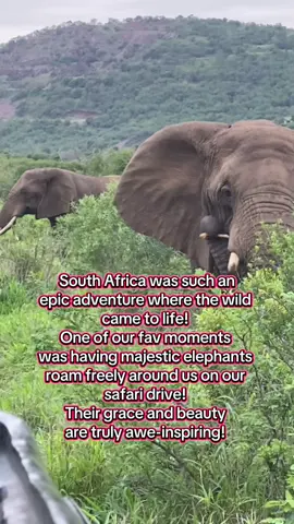 The highlight of each safari drive was having the elephants walking around us, charge the jeep or just wander across our path! To see these incredible animals in their natural habitat was amazing #traveltiktok #wanderingtrailstravel #elephant #southafricatiktok #zulunyala #zulunyalagamelodge #bucketlist 