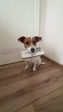 в честь того что мне убрали предупреждение - новый завоз|| тгк: kenk0_rofls || сигну от кэнки можно заказать тут k4nk0 (за 50 звезд)  #смехуятина😂 #смехуятина #собака #рофл #смешно #мем #догблогер #джекрасселтерьер #собакамем #собаки #собачник #догток #рек #рекомендации #fake #fakebody #FAKE 