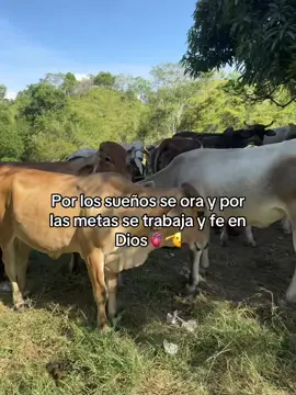 😍🫀🫡#sueñosymetas #vacas #vaquero #ranchito #ganadero #🐮 