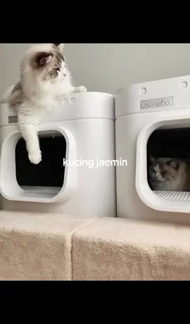 tapi ten boleh minta tutor ga? kucing gue ga gendut gendut😭 #czennie #sijeuni #nct #nctdream #wayV #jaemin #jeno #ten 