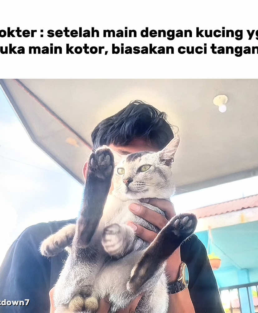 Ketika kucing mengetahui semuanya #fyp #kucing 