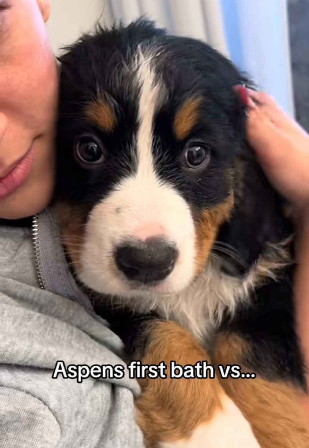 Her favorite spot🥹 #dogsoftiktok #cutedog #prettylittlebaby #cutedog #doggo #boop #trend 