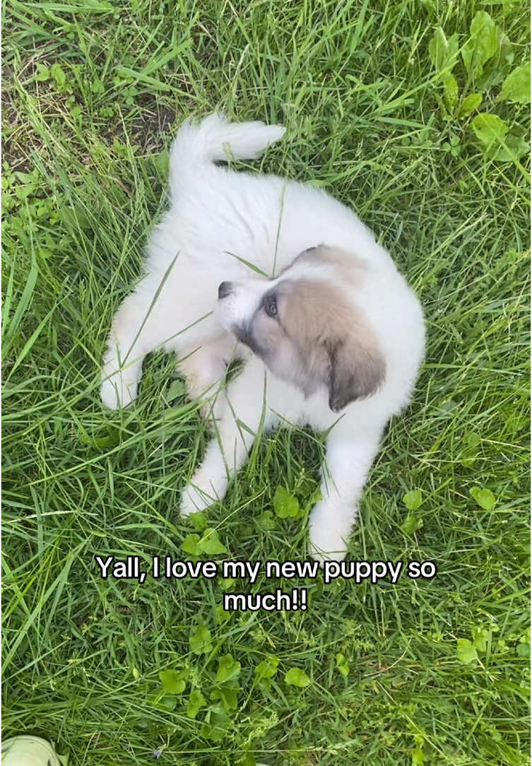 This is going to become a Neva fan account! #foryou #foryoupage #pets #dog #dogs #PetsOfTikTok #puppydog #newpuppy #pupp #mydog #mydogneva 