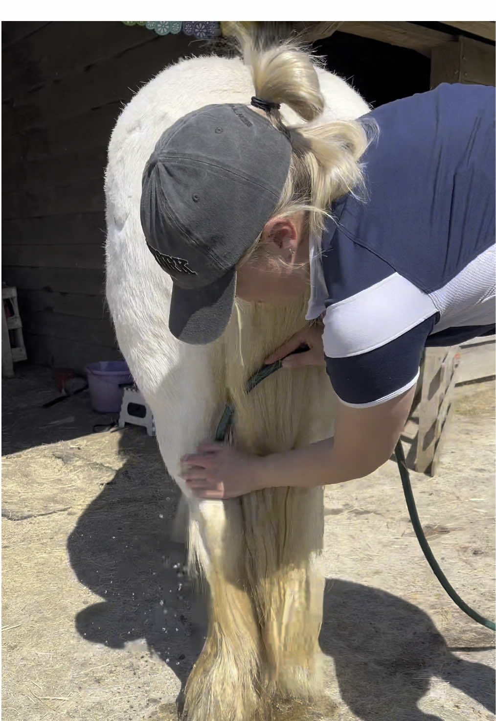 Purple Shampoo bar for horses!!! #motherofunicornsuk #thesolidbarcompany #pony #cob #purpleshampoo #petcare #tiktokshopmademebuyit #ponytok #stables #horsegirlfinds #unicorn #ponies #horses #bathmyponywithme #bathday #hairgoals #ponytail @The Solid Bar Company 