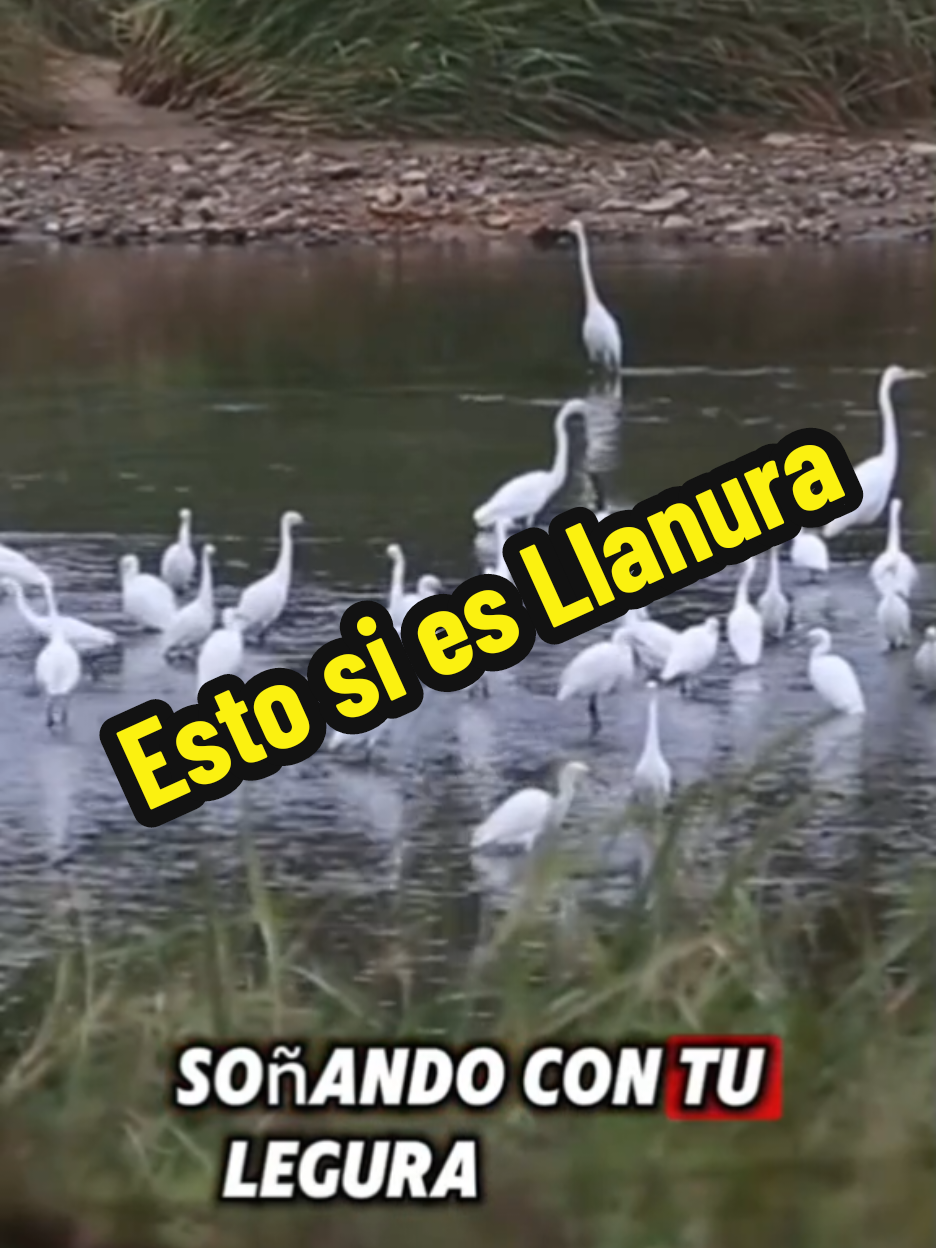 Una alabanza llanera en la voz de nuestro hermano @Franklin Villamizar  un tema criollito que dibuja la hermosa creación de Dios. #alabanzas_cristianas #musicacristiana😍 #musicallaneravenezuela #paratiiiiiiiiiiiiiiiiiiiiiiiiiiiiiii #hagamosviralajesus #