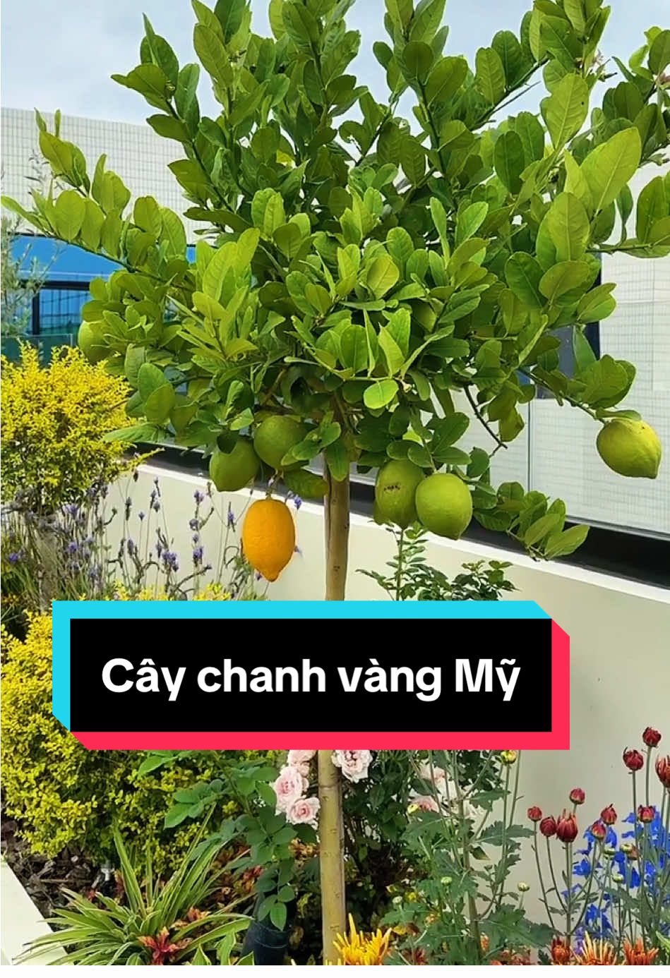 #xuhuong Cây chanh vàng Mỹ trồng sân thượng chill quá#taphoadaury #caychanhvang 