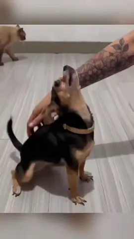 Daily dog moments that will have you laughing every time 🐶😂 #FunnyPups #DogFun