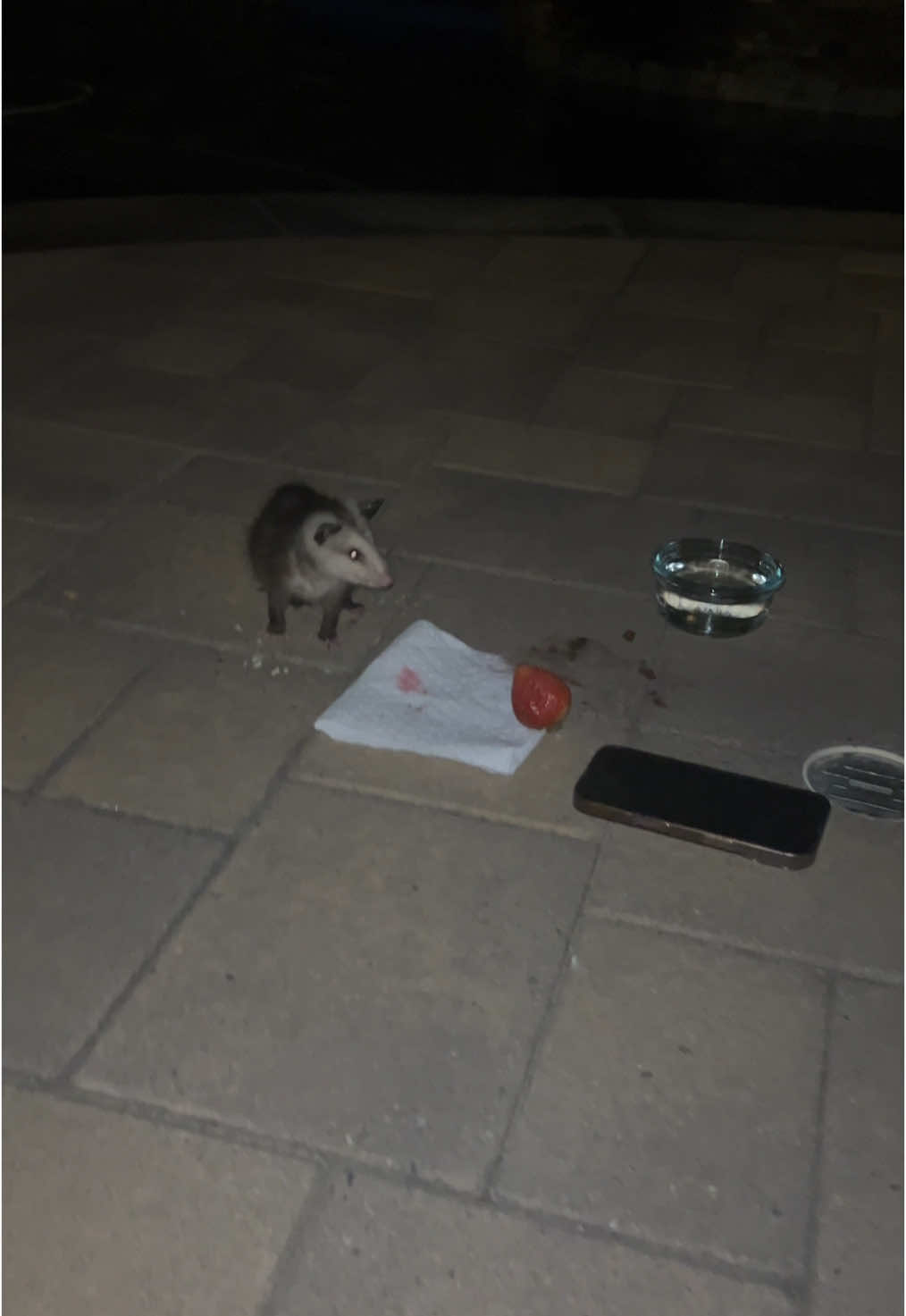 is a Mexican possum a thing #mexican #possum #viral 