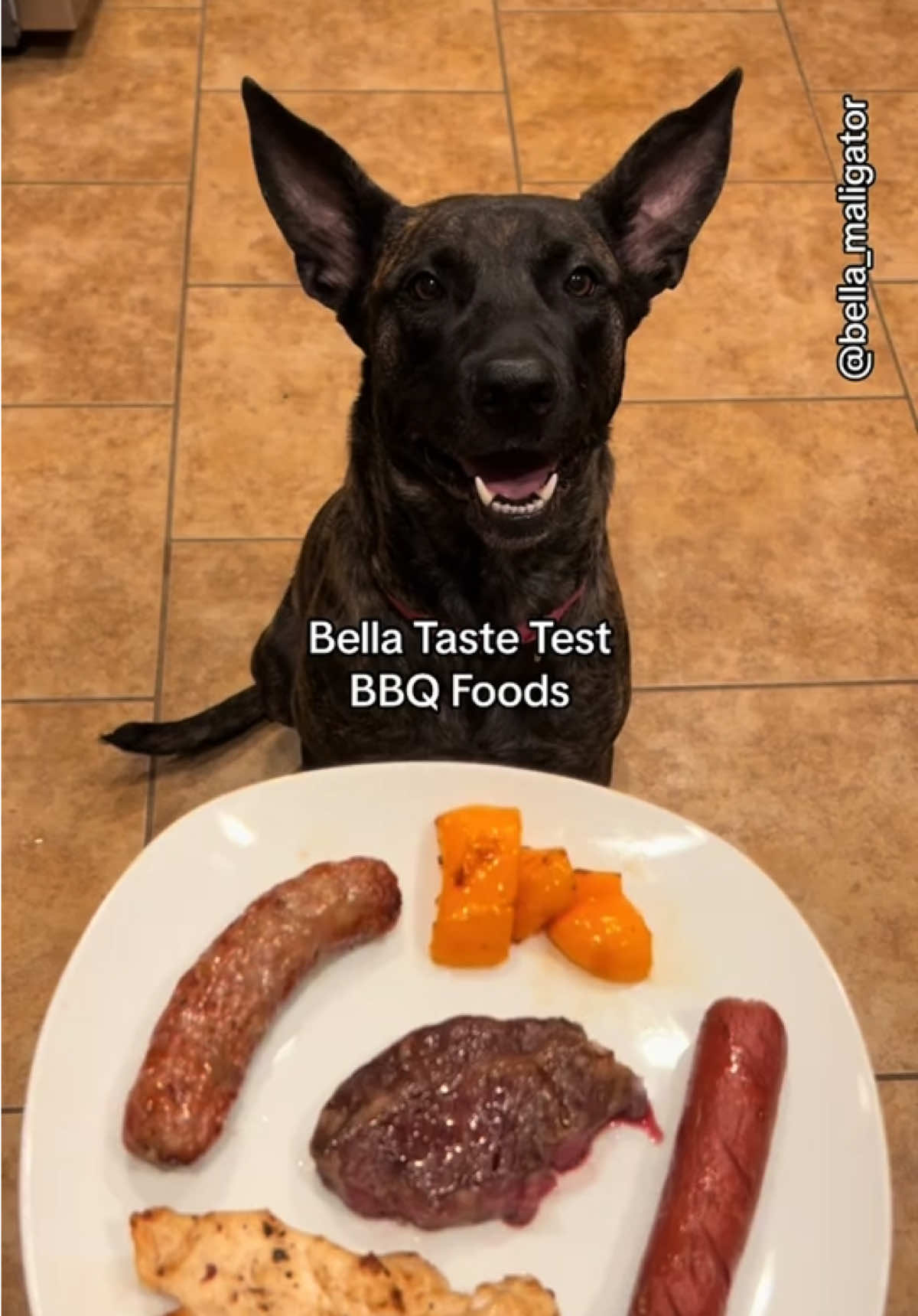 BBQ time #bellatastetest #belladog #malinoismastiff #memorialday #july4 #summergrill #bbq #onthisday 