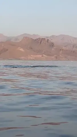 #جولة_بالكياك_sur_city🇴🇲_fishing 