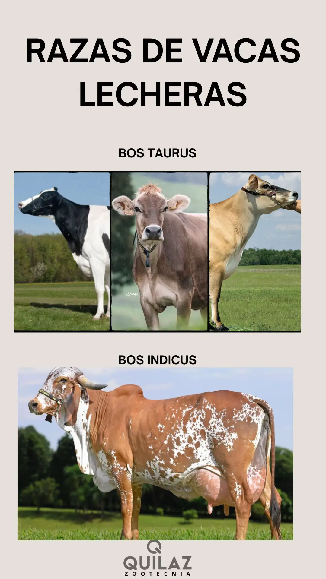 #bovinos #vacas #jersey #holstein #zootecnia #animal 