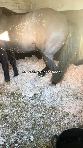 Incase no one was around to teach you. Horse care tips  #equestrian #horse #horseriding #fyp #equestrianlifestyle #adultamateurequestrian #countryliving #younghorse #horsecare #exracehorse 