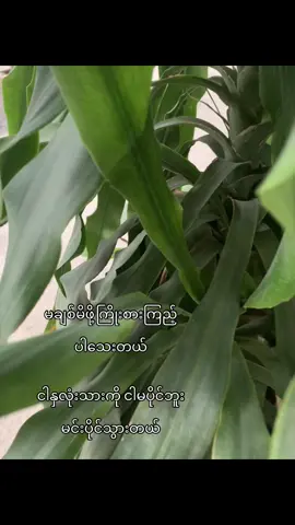 #mayphu #fyp #tiktoks #viwes #စာတို #fypage