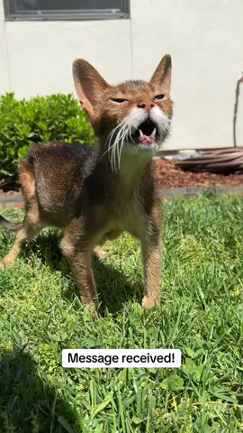 Felix will not be taking follow-up questions at this time