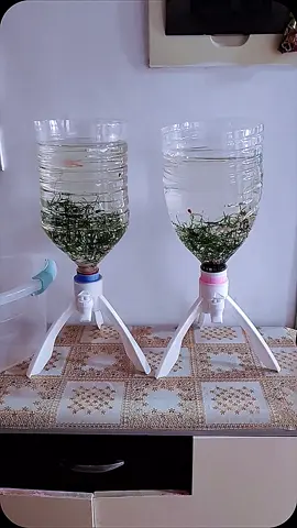 Stand galon kaki 3 yang serbaguna! Bisa kamu pakai buat tampung air minum, atau jadi dudukan akuarium galon bekas, fleksibel banget! Sudah termasuk keran, jadi tinggal pakai tanpa ribet. Desainnya kuat, kokoh, dan pastinya hemat di kantong. Multifungsi, praktis, dan harganya bersahabat! #akuariumdarigalonbekas