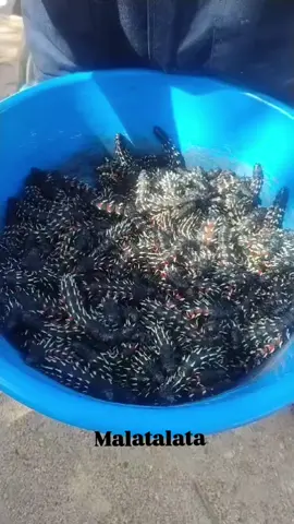 de Moçambique 😋 #comidas #moçambique #culinaria