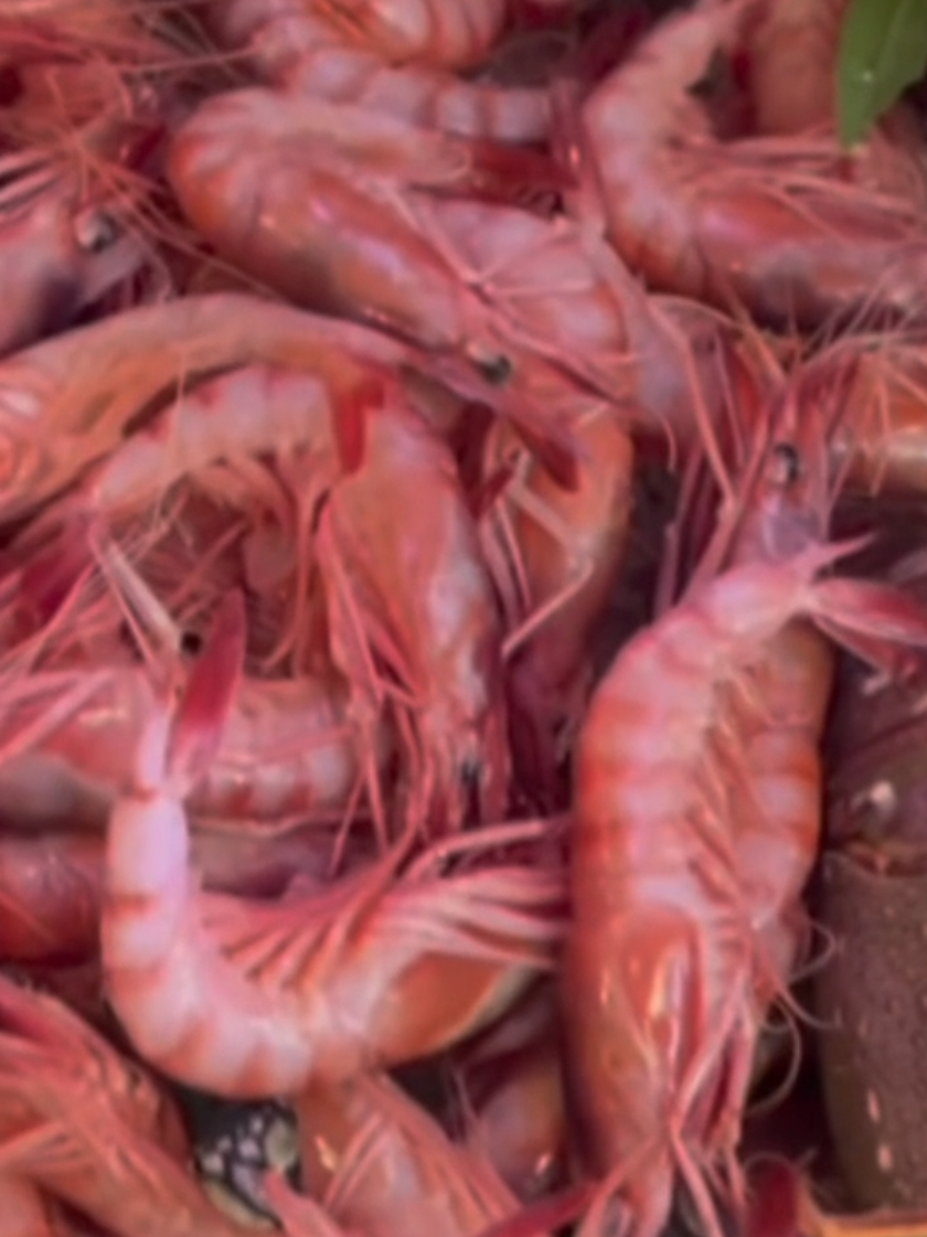 La Mejor Paella de Marisco de España. Descubre el Restaurante Venezuela en Lo Pagán, Murcia | Comida Casera con Sabor a Tradición En este video te llevamos a conocer el Restaurante Venezuela, un lugar con alma familiar y auténtico sabor murciano, ubicado en pleno corazón de Lo Pagán. Aquí la cocina casera es la protagonista, con platos generosos, sabores tradicionales y un ambiente que te hace sentir como en casa. Probamos algunos de sus platos más destacados, paella de marisco, arroz al caldero y sus mariscos frescos. ¿Merece la pena? ¿Qué tal la relación calidad-precio? Quédate hasta el final para descubrir nuestra opinión sincera. ¡Dale like, suscríbete y acompáñanos en esta ruta gastronómica por la Región de Murcia! #comerrico #parati #fouryou #paella #restaurante #paellademarisco #comerenmurcia #marisco #mariscofresco 