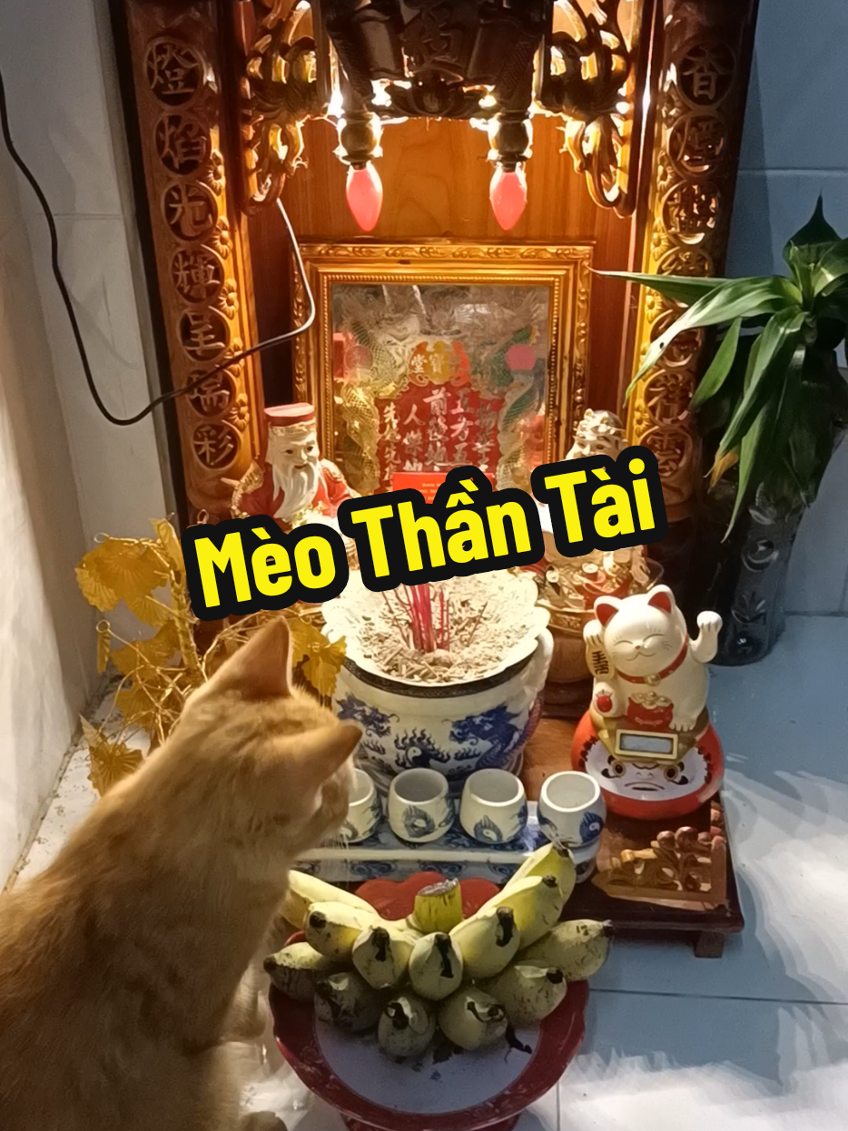 Bé Chuối và ông Địa,  Thần Tài#xuhuong #meo 