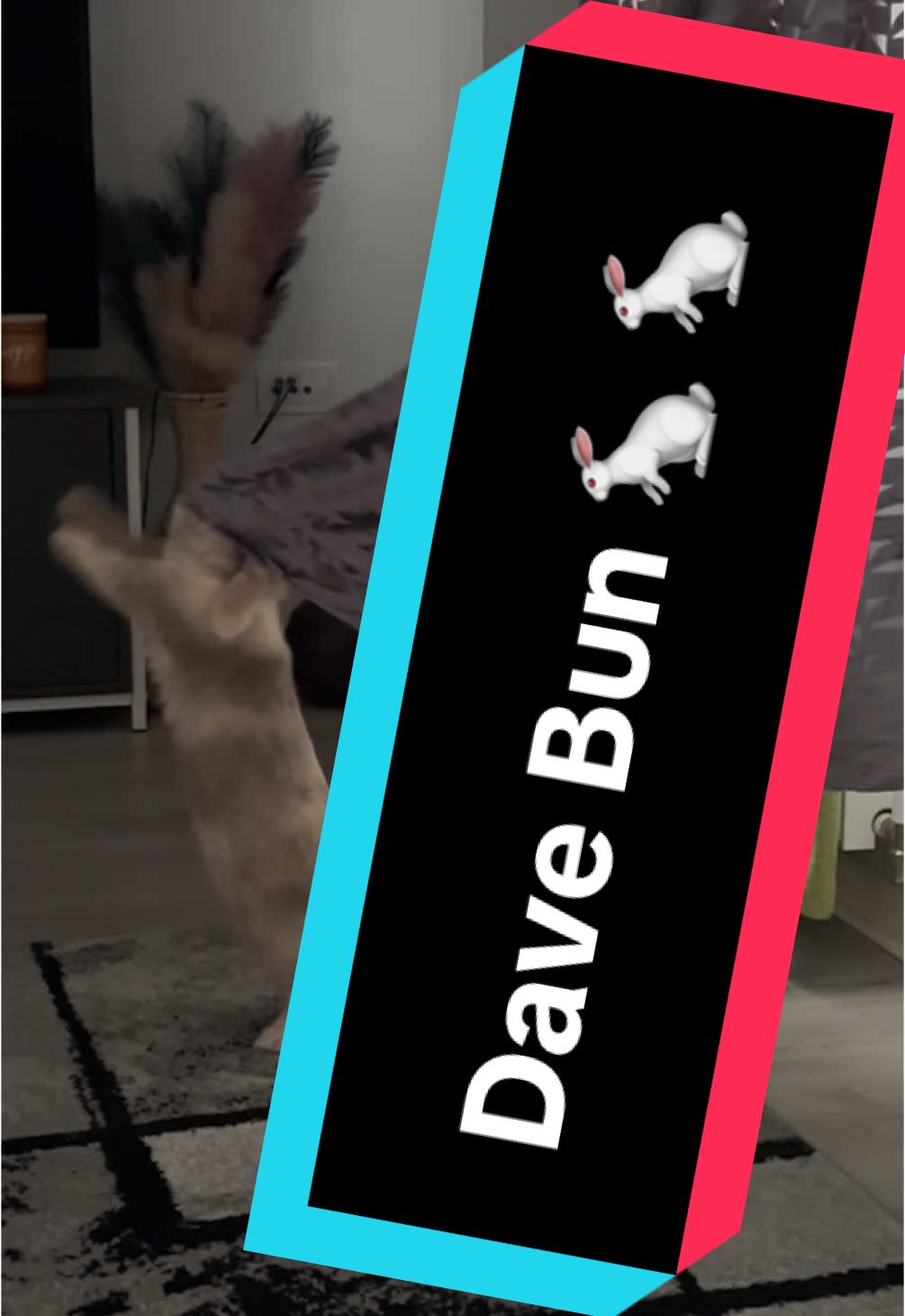 #PetsOfTikTok #fyp #viralvideos #tren #tik_tok #davebun #minilop #foryoupage❤️❤️ #bunny #trickster 